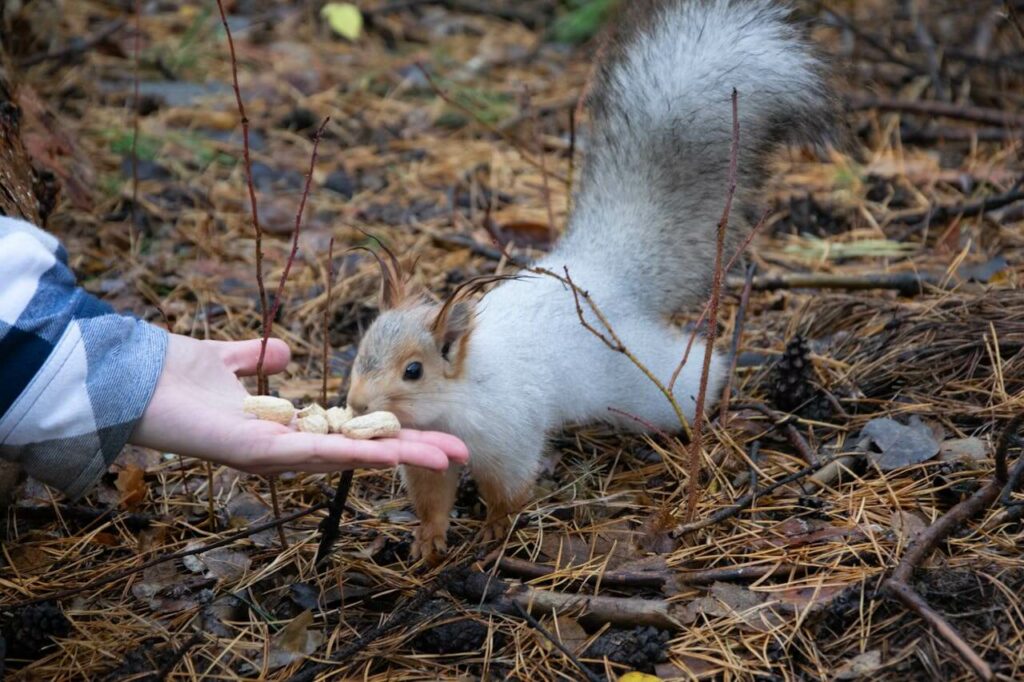 Kindness for Happiness - Feeding animals