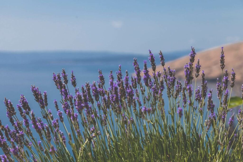 how to relax your mind