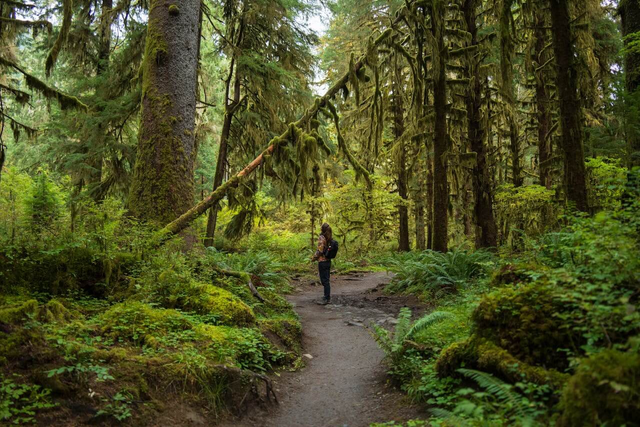 forest bathing