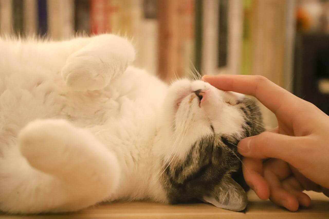 love for animals