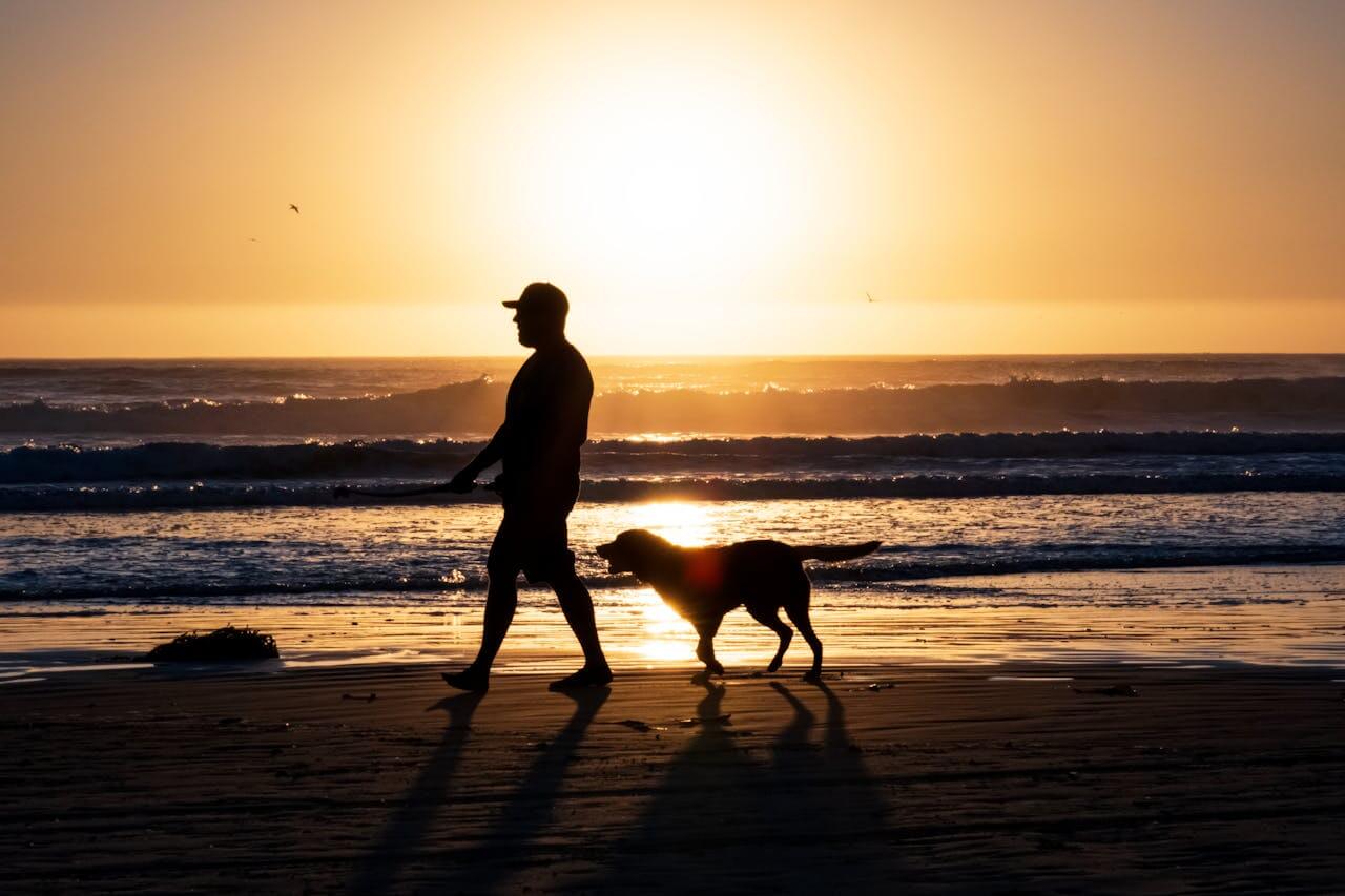 how to be a responsible pet owner